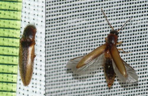 Dalopius marginatus